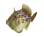 Fish #14 - Filefish - StreetPass Mii Plaza