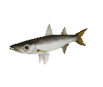 Fish #15 - Barracuda - StreetPass Mii Plaza