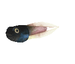 Fish #16 - Tadpole - StreetPass Mii Plaza