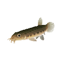 Fish #17 - Spined Loach - StreetPass Mii Plaza
