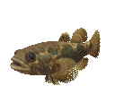 Fish #18 - Dark Sleeper - StreetPass Mii Plaza