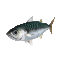 Fish #19 - Mackerel - StreetPass Mii Plaza