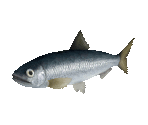 Fish #20 - Pacific Herring - StreetPass Mii Plaza