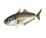 Fish #21 - Japanese Horse Mackerel - StreetPass Mii Plaza
