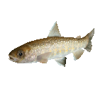 Fish #22 - Iwana Trout - StreetPass Mii Plaza