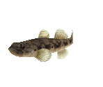 Fish #23 - Forktongue Goby - StreetPass Mii Plaza