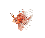 Fish #24 - Lionfish - StreetPass Mii Plaza