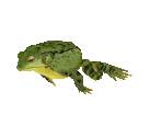 Fish #25 - American Bullfrog - StreetPass Mii Plaza