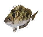 Fish #26 - Black Rabbitfish - StreetPass Mii Plaza