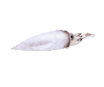 Fish #27 - Spear Squid - StreetPass Mii Plaza