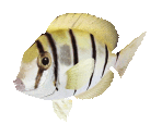 Fish #29 - Convict Tang - StreetPass Mii Plaza