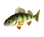 Fish #30 - Yellow Perch - StreetPass Mii Plaza