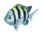 Fish #31 - Indo-Pacific Sergeant - StreetPass Mii Plaza
