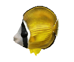 Fish #32 - Butterflyfish - StreetPass Mii Plaza