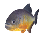 Fish #33 - Piranha - StreetPass Mii Plaza