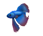 Fish #34 - Siamese Fighting Fish - StreetPass Mii Plaza