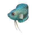 Fish #35 - Dwarf Gourami - StreetPass Mii Plaza