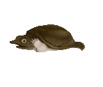 Fish #36 - Chinese Softshell Turtle - StreetPass Mii Plaza