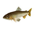 Fish #38 - Sweetfish - StreetPass Mii Plaza