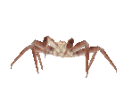 Fish #39 - Red King Crab - StreetPass Mii Plaza