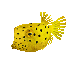 Fish #40 - Boxfish - StreetPass Mii Plaza