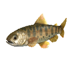 Fish #41 - Cherry Salmon - StreetPass Mii Plaza