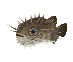Fish #42 - Porcupinefish - StreetPass Mii Plaza