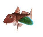 Fish #44 - Red Gurnard - StreetPass Mii Plaza