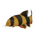 Fish #45 - Clown Loach - StreetPass Mii Plaza