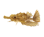 Fish #47 - Little Dragonfish - StreetPass Mii Plaza