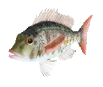 Fish #48 - Orange-striped Emperor - StreetPass Mii Plaza