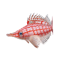 Fish #49 - Longnose Hawkfish - StreetPass Mii Plaza