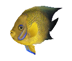 Fish #50 - Koran Angelfish - StreetPass Mii Plaza