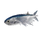 Fish #51 - Flying Fish - StreetPass Mii Plaza