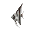 Fish #53 - Angelfish - StreetPass Mii Plaza