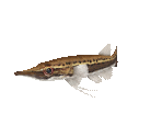 Fish #54 - Giant Pikehead - StreetPass Mii Plaza