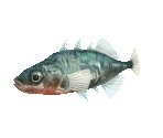 Fish #55 - Stickleback - StreetPass Mii Plaza