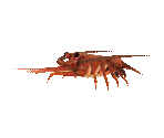 Fish #56 - Spiny Lobster - StreetPass Mii Plaza