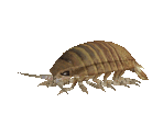 Fish #60 - Giant Isopod - StreetPass Mii Plaza