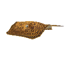 Fish #62 - Ocellate River Stingray - StreetPass Mii Plaza