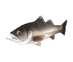Fish #63 - Japanese Sea Bass - StreetPass Mii Plaza