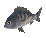 Fish #64 - Black Sea Bream - StreetPass Mii Plaza