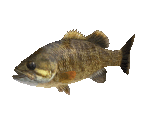 Fish #66 - Smallmouth Bass - StreetPass Mii Plaza