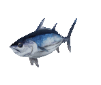Fish #67 - Skipjack Tuna - StreetPass Mii Plaza