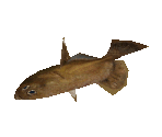 Fish #68 - Righteye Flounder - StreetPass Mii Plaza