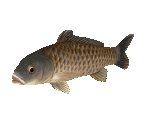 Fish #69 - Carp - StreetPass Mii Plaza