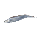 Fish #70 - Largehead Hairtail - StreetPass Mii Plaza