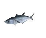Fish #71 - Japanese Spanish Mackerel - StreetPass Mii Plaza