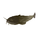 Fish #72 - Catfish - StreetPass Mii Plaza