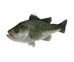 Fish #73 - Largemouth Bass - StreetPass Mii Plaza